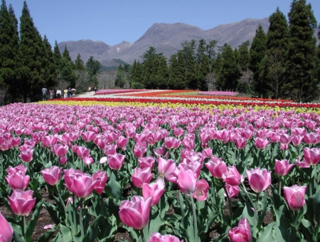 (長榮) 福岡粉蝶花_鬱金香嘉年華~絕美花海公園×A5和牛燒烤×三大蟹吃到飽溫泉五日