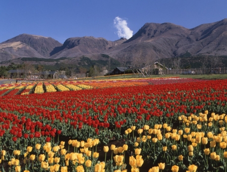 (星宇)福岡粉蝶花_鬱金香嘉年華~絕美花海公園×A5和牛燒烤×三大蟹吃到飽溫泉五日