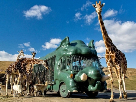 (星宇) 九州FUN風親子同樂必選~自然動物園+水族館三大蟹美食5日