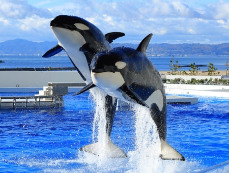 (星宇) 台中神戶 暑期限定！環球影城_須磨海洋世界｜關西海陸樂園五日