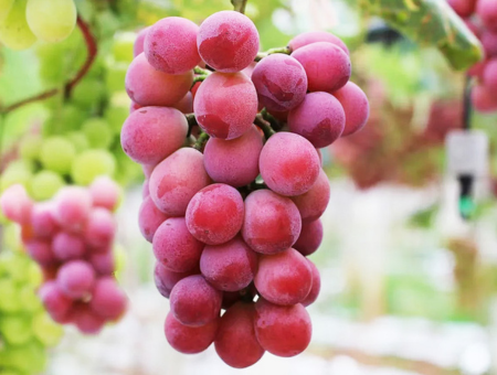 (長榮) 九州夏季限定麝香&妮娜皇后葡萄吃到飽+自然動物園+螃蟹美食五日