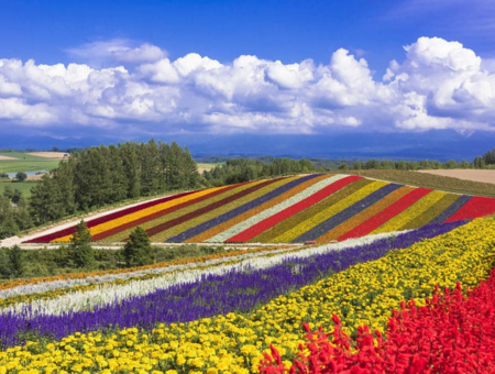 (泰越捷) 北海道富良野+洞爺湖花火節雙溫泉超值五日
