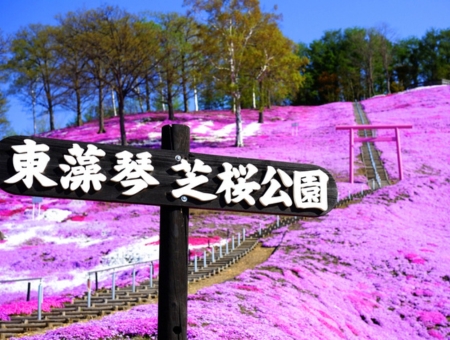 (泰越捷) 北海道道東芝櫻鬱金香+和牛涮涮鍋水酒無限暢飲六日