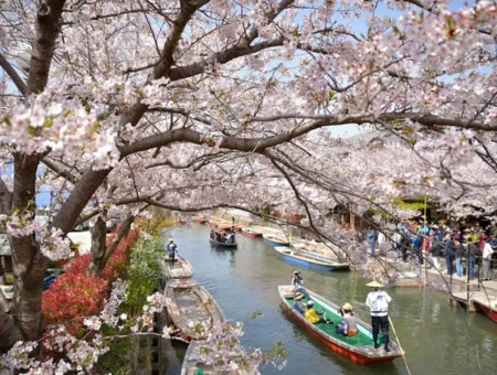 (長榮)福岡賞櫻百選~海之中道櫻花廊x季節採草莓x三大蟹溫泉五日