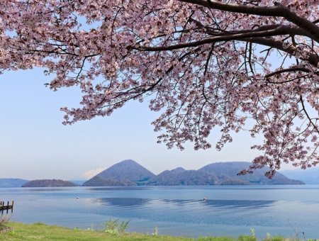 (星宇)北海道登別函館溫泉櫻花之旅+洞爺湖花火節三大蟹和牛涮涮鍋酒水吃喝到飽五日
