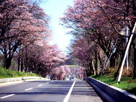 (亞航)北海道登別函館溫泉櫻花之旅+洞爺湖花火節三大蟹和牛涮涮鍋酒水吃喝到飽五日