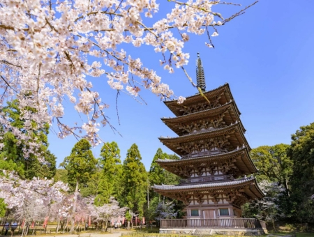 (泰越捷)大阪櫻花聖地巡禮+螃蟹國產牛吃到飽~須磨浦纜車x近江八幡五日
