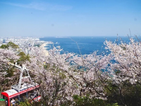 (星宇)大阪櫻花聖地巡禮+螃蟹國產牛吃到飽~須磨浦纜車x近江八幡五日