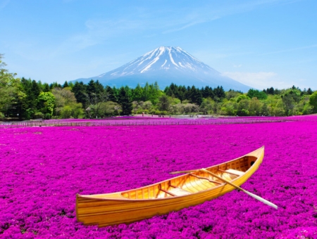 (星宇)東京立山黑部雪牆+粉蝶紫藤芝櫻+房總半島六日