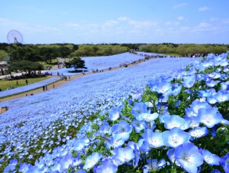 (長榮)東京立山黑部雪牆+粉蝶紫藤芝櫻+房總半島六日